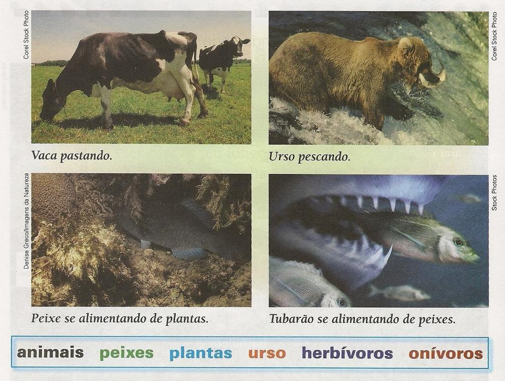 QUESTÃO 06- Observe as fotos e complete as frases com as palavras dos quadros a-) Existem animais como a vaca, que se alimentam apenas de. Esses animais são conhecidos como animais.