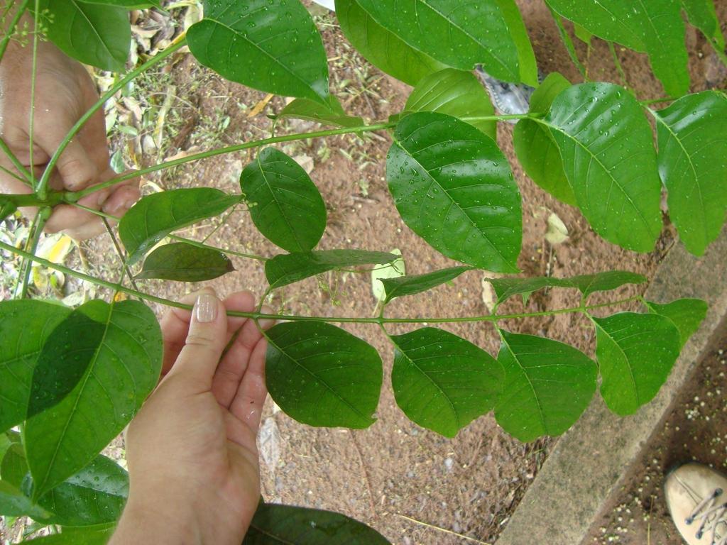 Espécie Mogno (Swietenia macrophylla King) O nome genérico Swietenia é em homenagem ao