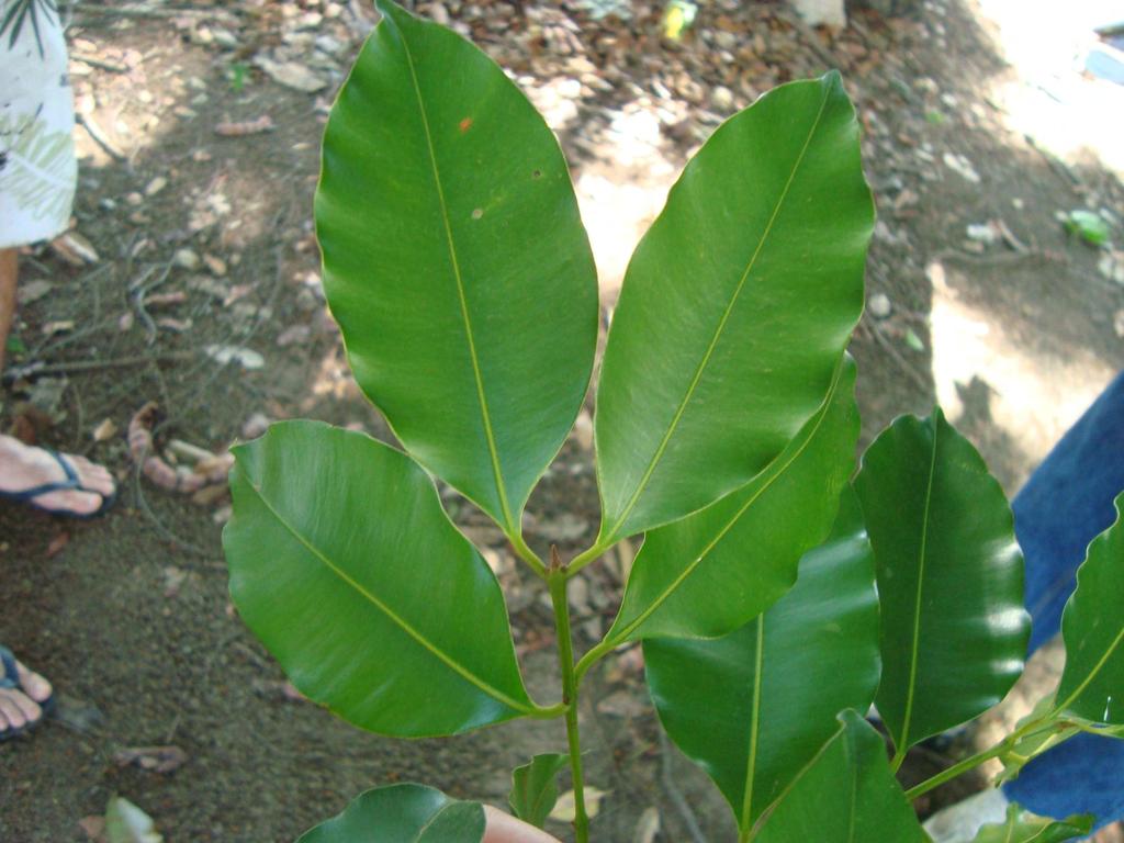 Espécie Guanandi (Calophyllum brasiliense Cambess.