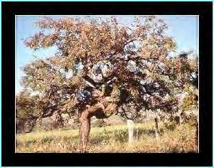 HÁBITO: Diz respeito ao aspecto geral geral da árvore em vista da proporção da copa em relação à sua altura e o solo(altura total).