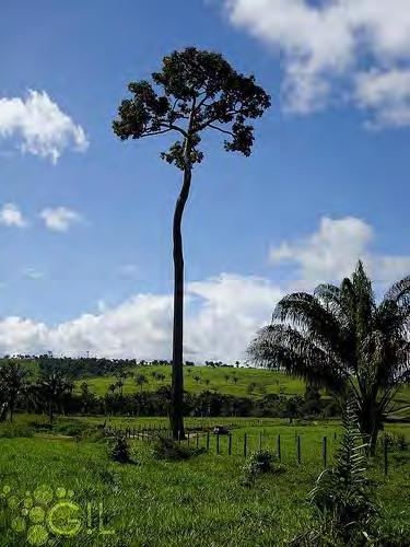 relação à altura total da árvore COPA ALTA: a copa ocupa menos que 50% da altura total da árvore.
