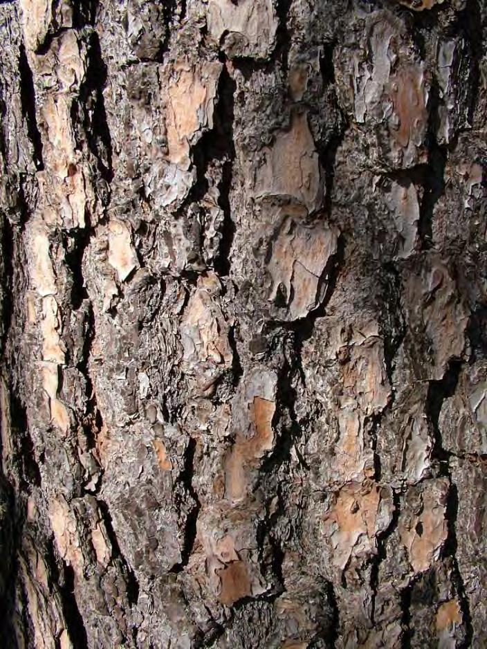 RETIDOMA Placas lenhosas Pinus Pinus