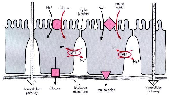 O fluxo de água e solutos ocorre por via transcelular e por via paracelular.