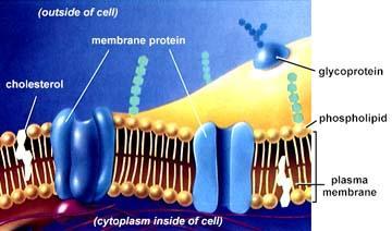 ...separa o meio intracelular do extracelular e é a principal responsável pelo controle da penetração e saída de