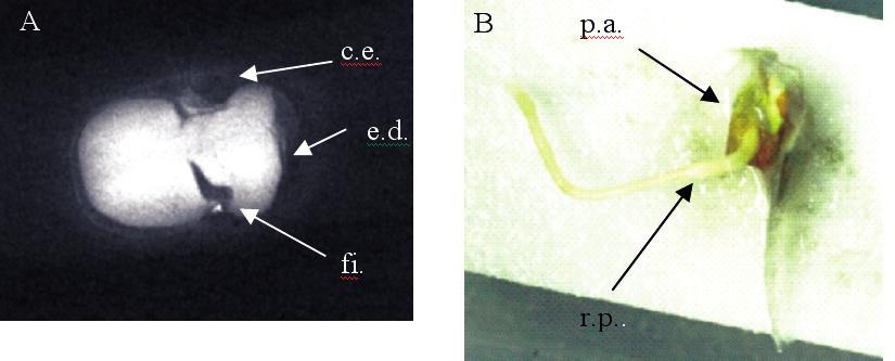 204 F. SOCOLOWSKI et al.