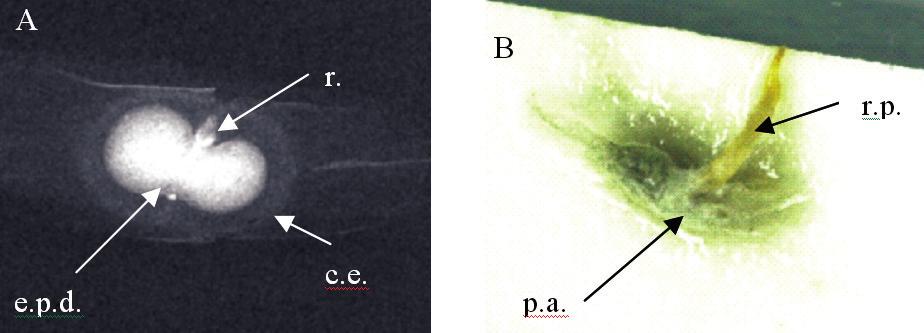 evidenciado pela germinação das sementes nestas classes (Tabela 3). Entretanto, nesta condição, as sementes que germinaram deram origem a plântulas anormais (Figura 4B).