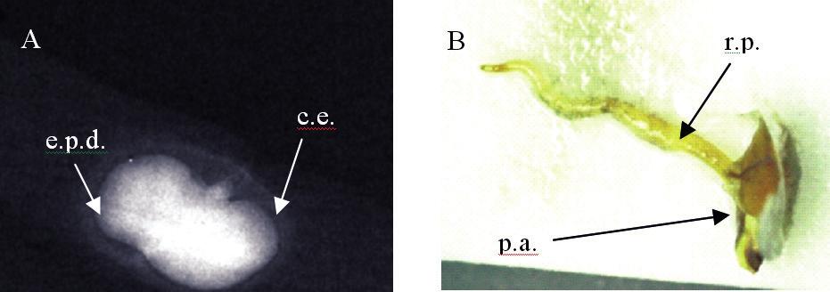 Semente de Tecoma stans com embrião deformado (A) e respectiva plântula anormal (B) observada na classe 4. Cavidade embrionária (c.e.), embrião deformado (e.d.), fissura (fi.), plântula anormal (p.a.) e raiz primária (r.