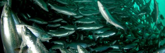 Focus: Aquacultura Factos 66 milhões de ton (2012) Cerca de 50% da produção mundial de peixe 120 bilhões
