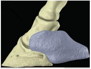 As cartilagens E estendem-se em direcção dorsopalmar desde o aspecto dorsal da falange intermédia até ao aspecto palmar E da falange distal (Murray 2002, Dyson E et al.