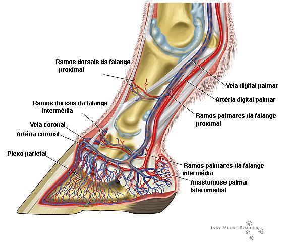 Figura 11: Representação da vasculatura arterial e venosa da porção distal do membro anterior. (Adaptado de Inkymousestudios.com). 2.3.