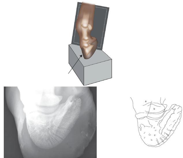 Figura 31: Projecção radiográfica dorsolateral palmaromedial/ dorsomedial palmarolateral oblíqua a 45º.
