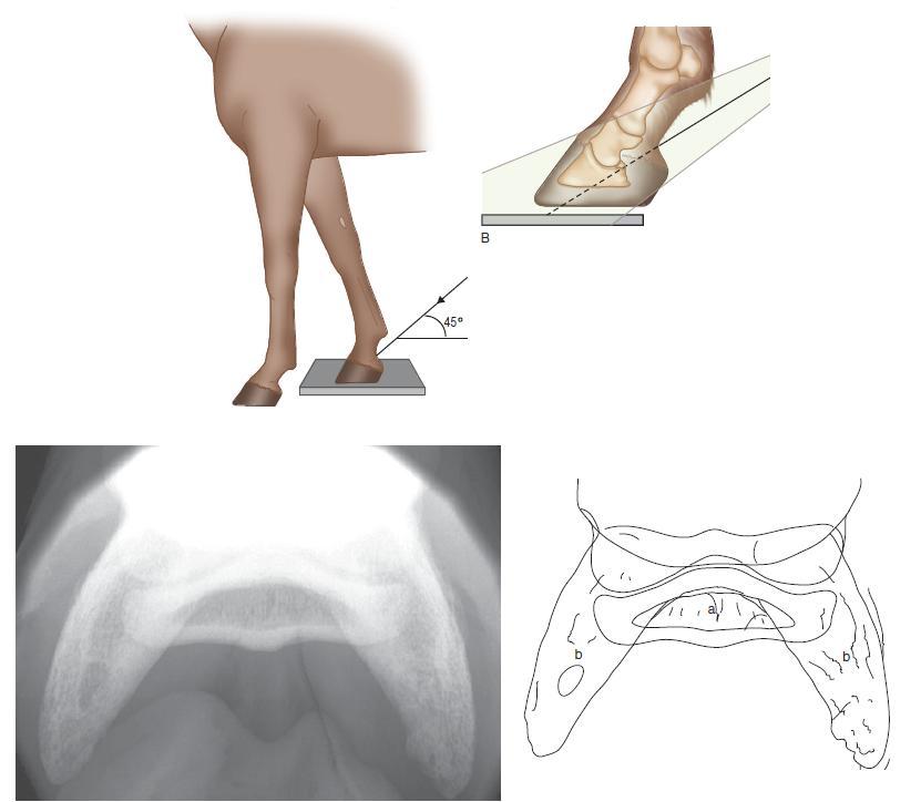 Figura 32: Projecção radiográfica palmaroproximal palmarodistal oblíqua. a osso sesamóide distal, b processos palmares da falange, distal.
