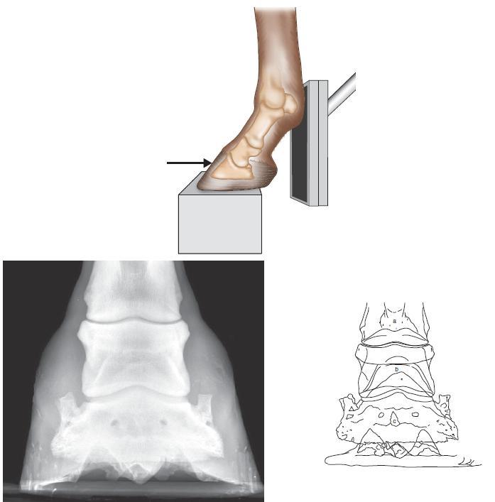 a falange proximal, b falange intermédia, c falange distal, d osso sesamóide distal. (Weaver & Barakzai 2010).