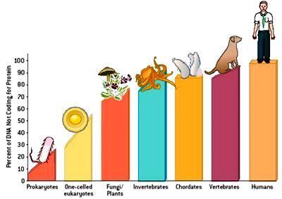 % de DNA não codificador PORCENTAGEM DO GENOMA QUE NÃO CODANTE procariotos