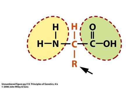 ESTRUTURA DA PROTEÍNA Aminoácidos (20 tipo): grupo amino; grupo