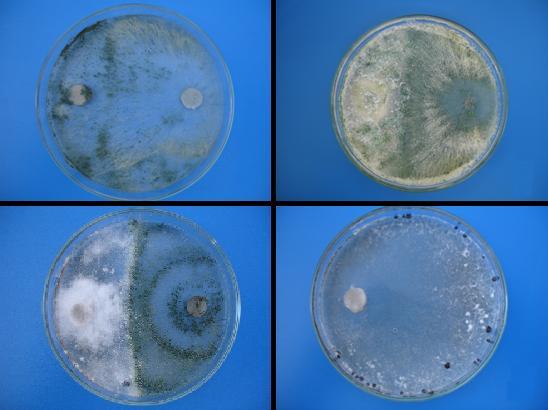 A B C D Fig. 1. Notas atribuídas aos isolados de Trichoderma spp. quanto a inibição de crescimento de Sclerotinia sclerotiorum em meio BDA: A.