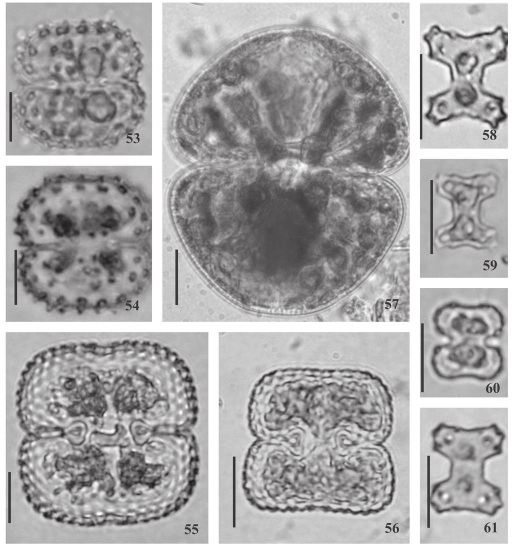 594 Hoehnea 37(3): 571-600, 8 fig., 2010 Figuras 53-61. Espécies de Cosmarium das APAs Lagoas de Guarajuba e Rio Capivara, Bahia, Brasil. 53-54. Cosmarium quadriverrucosum var. supraornatum. 55. C. quadrum var.