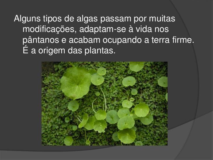 Primeiras plantas terrestres As primeiras plantas terrestres surgiram das algas verdes, por evolução.