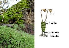 Briófitas (musgos) As estruturas das