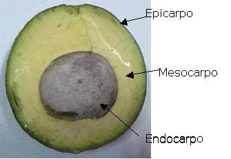 PARTES DO FRUTO