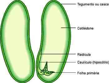 PARTES DA