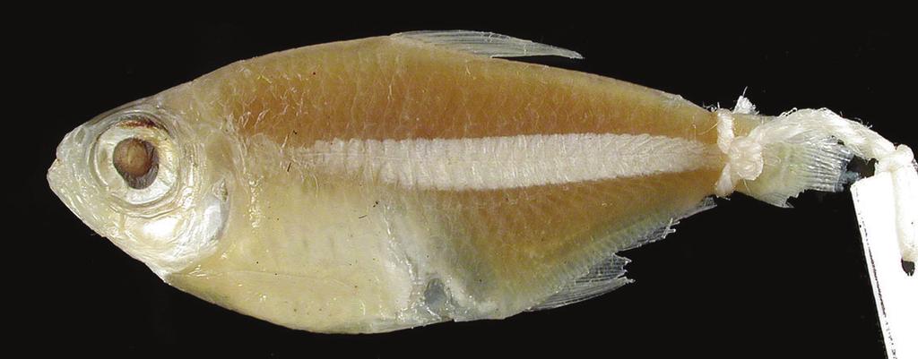Zoosyst. Evol. 93 (2) 2017, 255 264 257 Figure 1. Moenkhausia megalops, holotype, CAS 71433, 40.6 mm SL, Brazil, Pará State, Itaituba, rio Tapajós basin. Figure modified from CAS, all rights reserved.