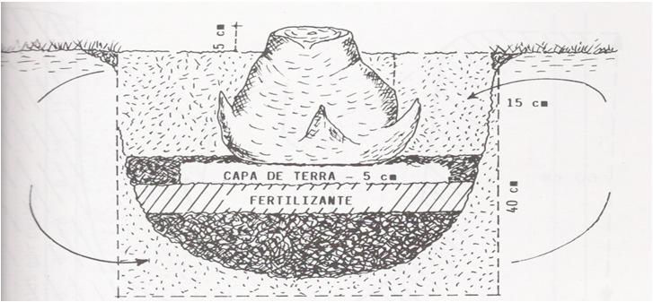 Implantação Preparo do solo Preparo convencional Locação talhões Facilidade no transporte após a colheita Covas