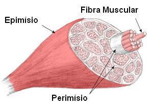DEFINIÇÃO DE MÚSCULO São estruturas anatômicas caracterizadas pela contração (são capazes de