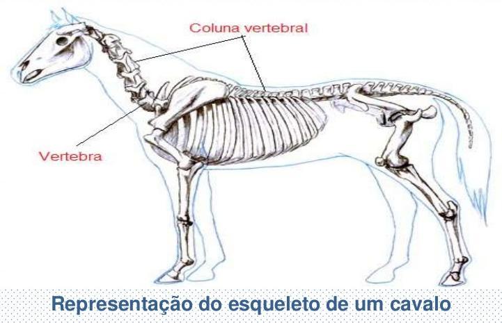 GRUPOS DE ANIMAIS