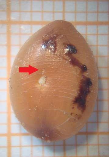 Neste caso, onde não há competição larval, P. lineola ingressa no interior da semente mais próxima ao sítio de postura (Figura 14). Figura 14. Semente de C.