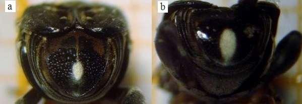 4.9 Fase adulta 4.9.1. Aspectos morfológicos Para análise do comprimento dos insetos, avaliaram-se machos e fêmeas individualmente de três gerações consanguíneas emergidas de frutos de C. fistula.