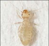 Eulophidae também é representativa com cerca de 20 parasitoides de bruquíneos (STEFFAN, 1981). Ketogh et al.