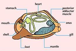 Classe Bivalves: São animais filtradores; Respiração branquial;