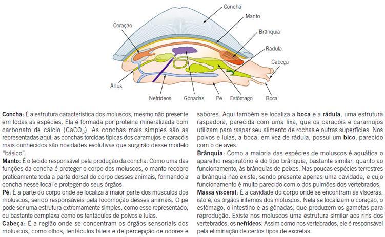 Estrutura do