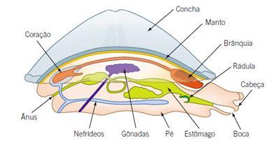 Estrutura do