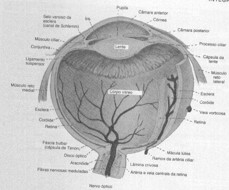 Os mesmos autores (1990) mostraram na figura um a anatomia externa e interna do olho: Figura 1: Anatomia externa (A) e interna (B) do olho.