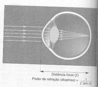 165 Figura 2: Refração da córnea. Continuando a fisiologia do olho na visão, no cristalino a imagem torna-se mais nítida, a acomodação.