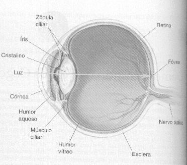 Ver esses componentes na figura três: Figura 3: Cristalino, retina e outros.