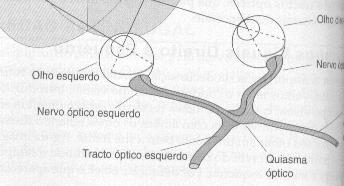 Este percurso é denominado de projeção retinofugal. Os nervos ópticos e os tractos ópticos são dois, um para esquerda e outro para direita.