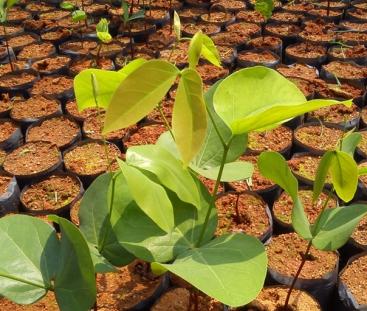 Aplicações Fundos com as cores institucionais devem ser preferência para o uso da marca negativa.