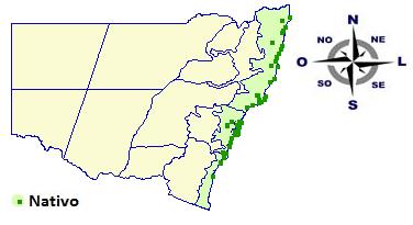 Figura 5: Distribuição geográfica de Eucalyptus robusta em New South Vales, Austrália. 3.3.9 Eucalyptus saligna Sm.