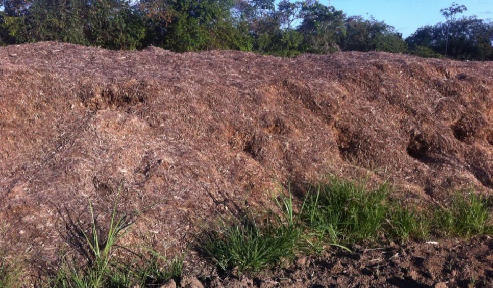 Teste de Secagem em Pilhas - Cana-energia Colheita Integral A Cana-energia colhida com a forrageira (30mm) depositada