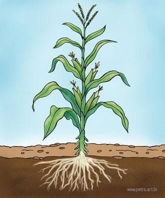 Crescimento de Plantas Cultivadas Crescimento de plantas pelo aumento de fitomassa: Sítios de Produção de