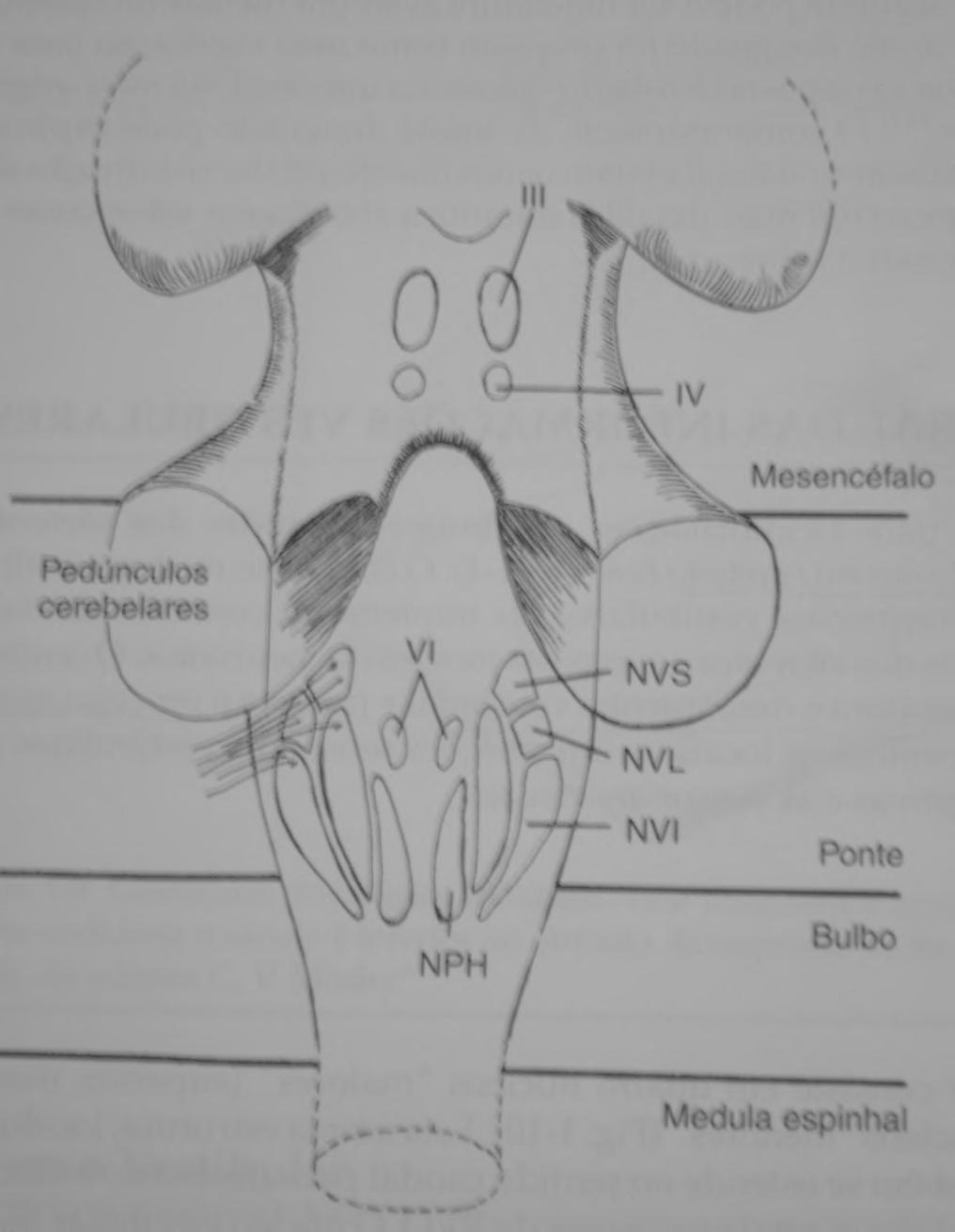 NÚCLEOS