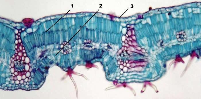 Parênquima clorofiliano 1. Parênquima clorofiliano paliçádico 2. Parênquima clorofiliano lacunoso ou esponjoso 3.