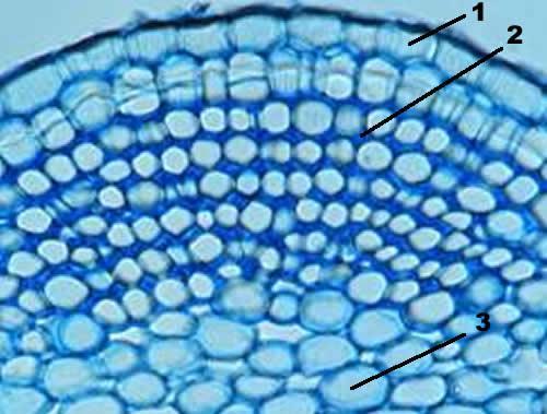 Colênquima Tecido de sustentação Nas folhas e caules de plantas (crescimento primário) Células vivas e alongadas, com ou sem cloroplasto, com parede celular espessa com celulose e pectina 1.