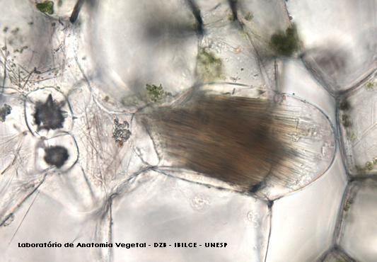 Tricomas glandulares Células secretoras acumulam cristais de carbonato de cálcio (cistólitos) ou de oxalato de cálcio (drusas ou ráfides) Estruturas secretoras Ráfides e drusa de