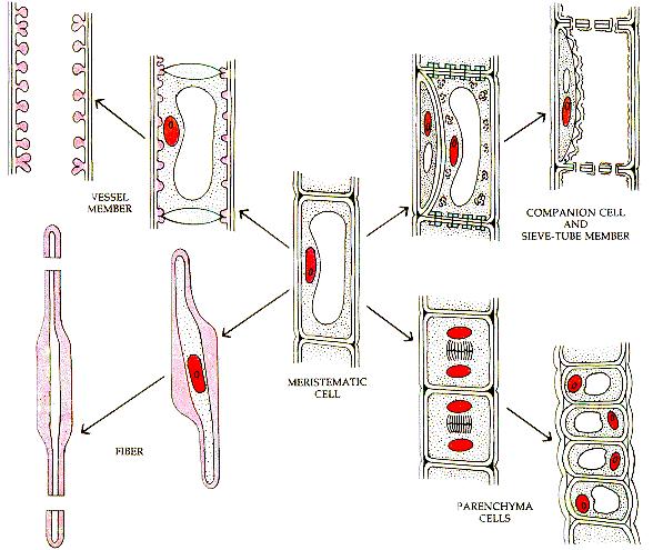 Meristemas primários Elemento de vaso Célula companheira e elemento de tubo crivado Fibra Célula meristemática
