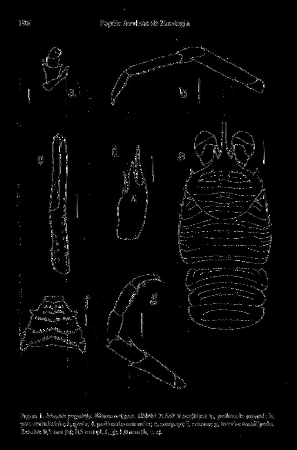 198 Papeis Avulsos de Zoologia Kigur«i I. Munida ttu^ufnut l-einai minera. LfSNM 20532 jleciótipu}: a.