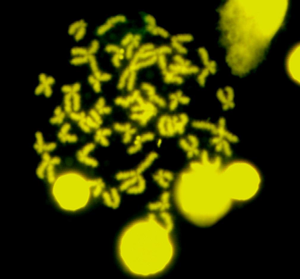 Com a montagem dos cariótipos, a partir de lâminas com coloração com Giemsa, observouse que os espécimes analisados apresentaram 8 pares de cromossomos metacêntricos, 13 pares de submetacêntricos, 2